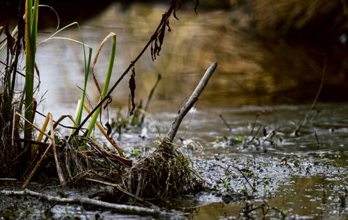 Free A tranquil wetland scene showcasing reeds and shallow water creating a peaceful natural setting. Stock Photo