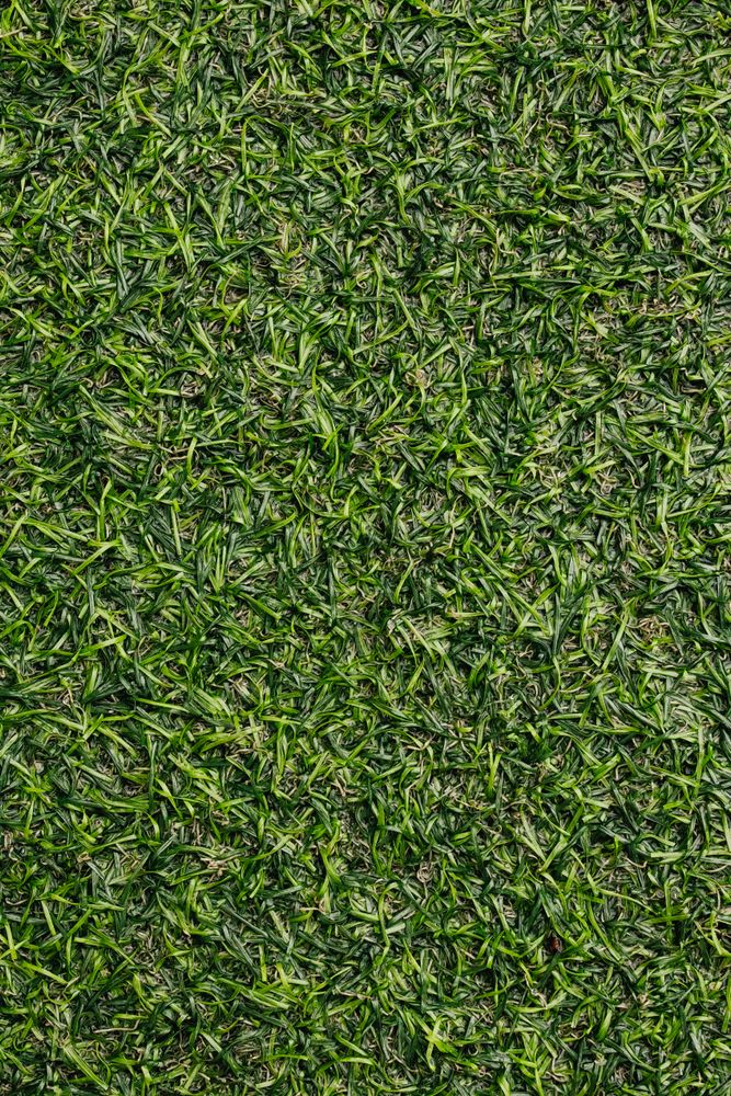 3.000+ Foto Rumput Terbaik · Unduh Gratis 100% · Foto Stok Pexels