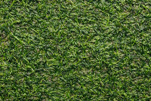 Free Detailed close-up image of green grass turf texture, perfect for backgrounds. Stock Photo