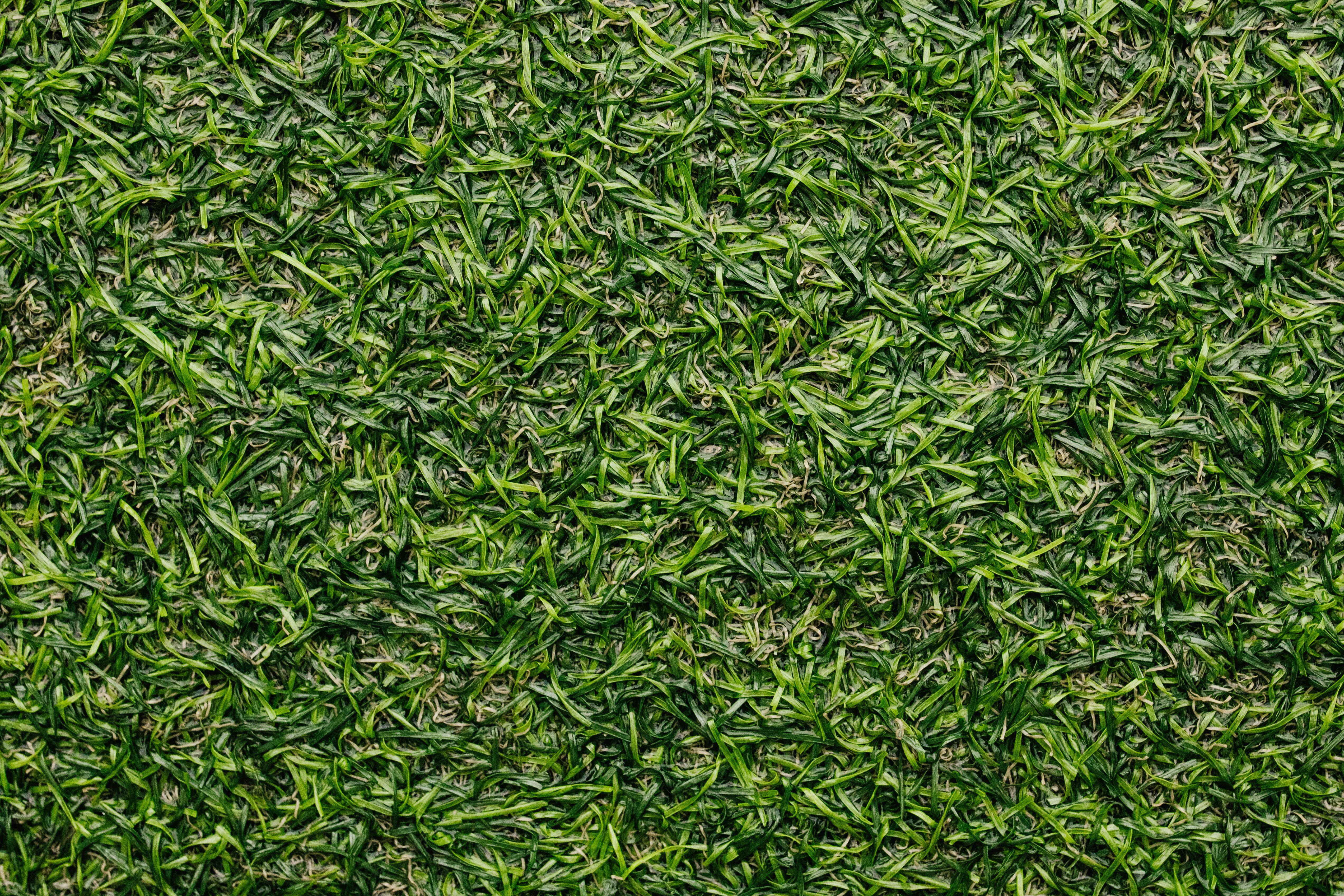 Gratis Imagen detallada de primer plano de la textura del césped verde, perfecta para fondos. Foto de stock