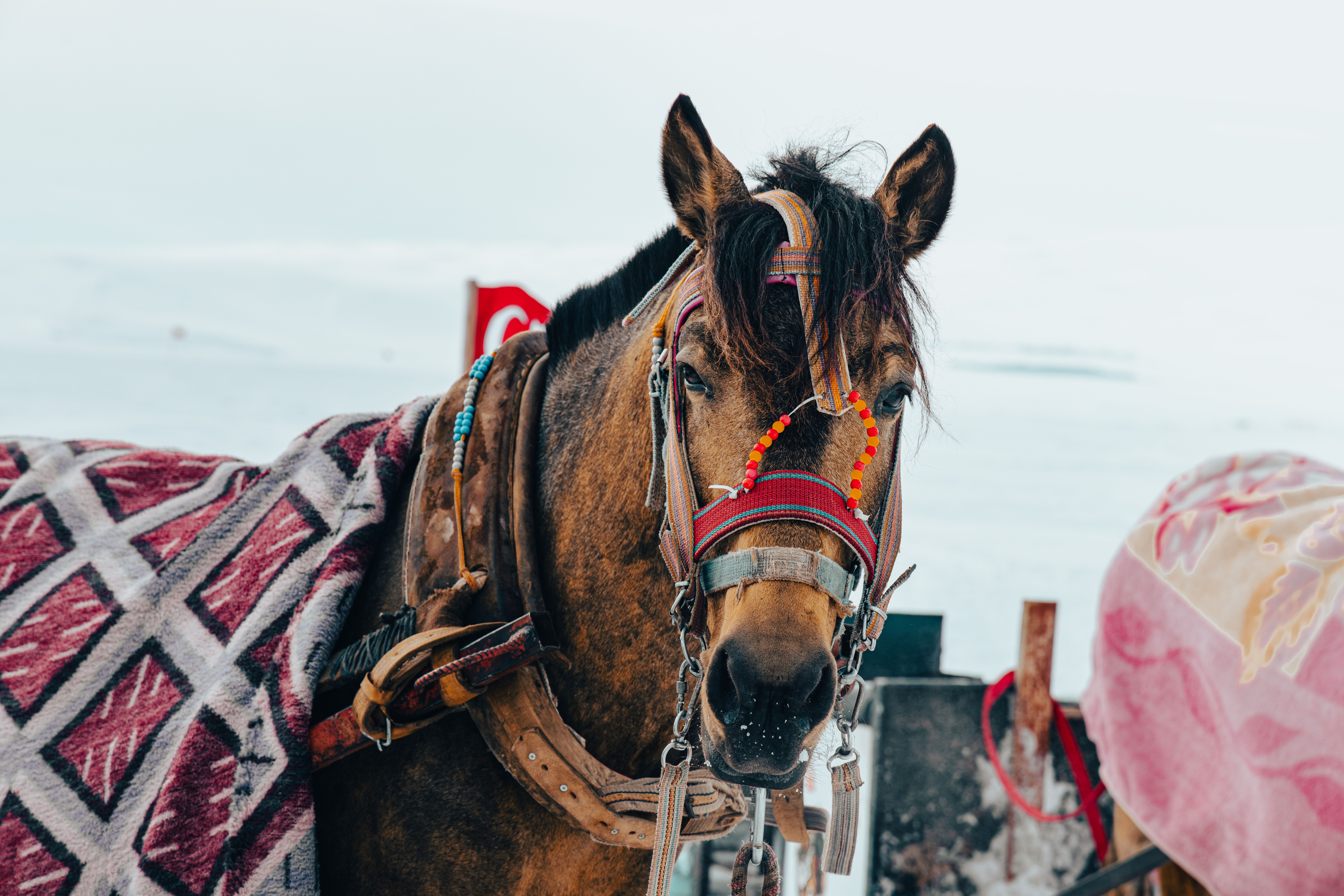 Beautiful horse adorned with colorful decorations stands in snowy Türkiye.
