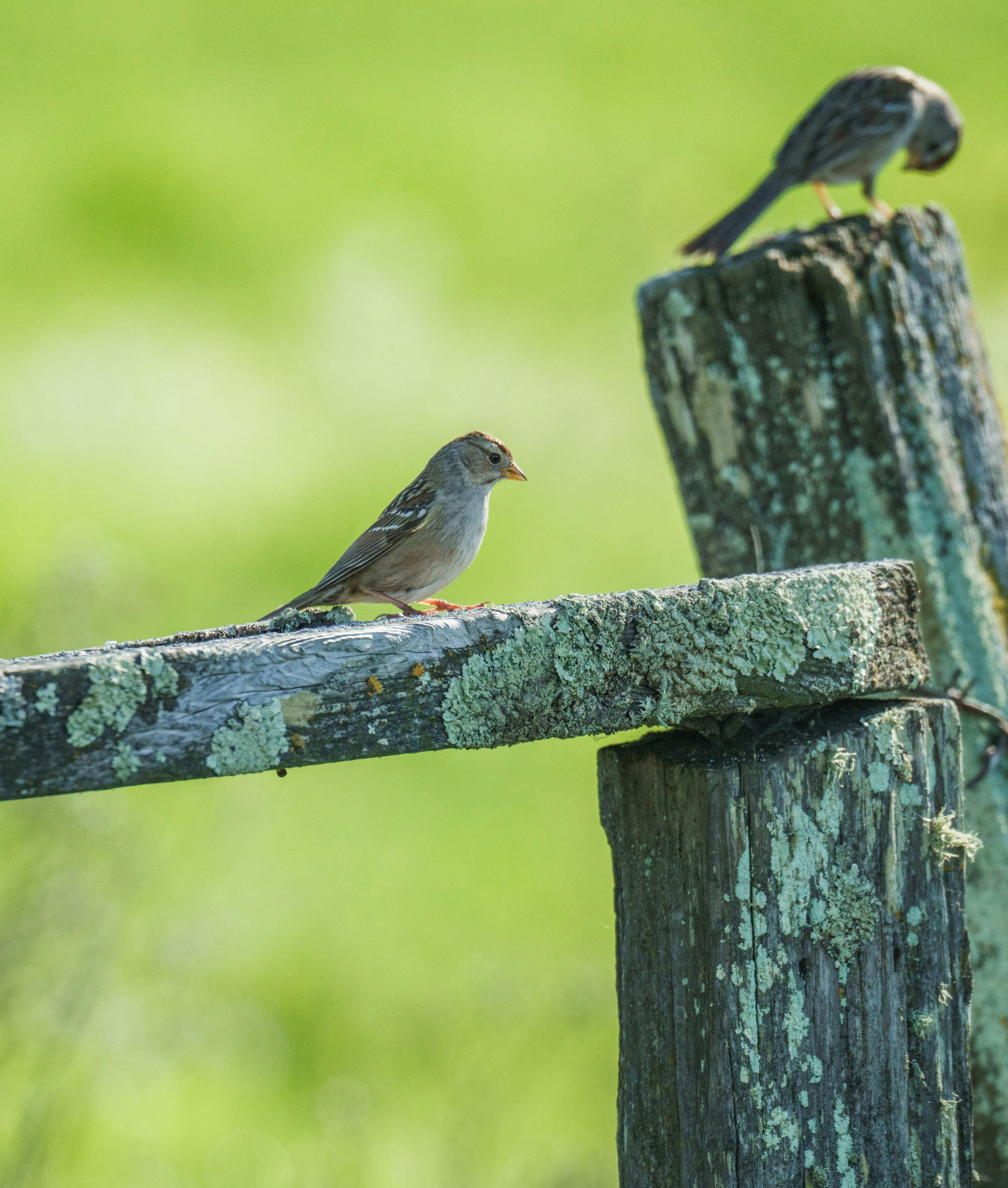 Gratis Dua burung pipit bertengger di pagar kayu yang ditutupi lumut dengan latar belakang hijau yang buram. Foto Stok