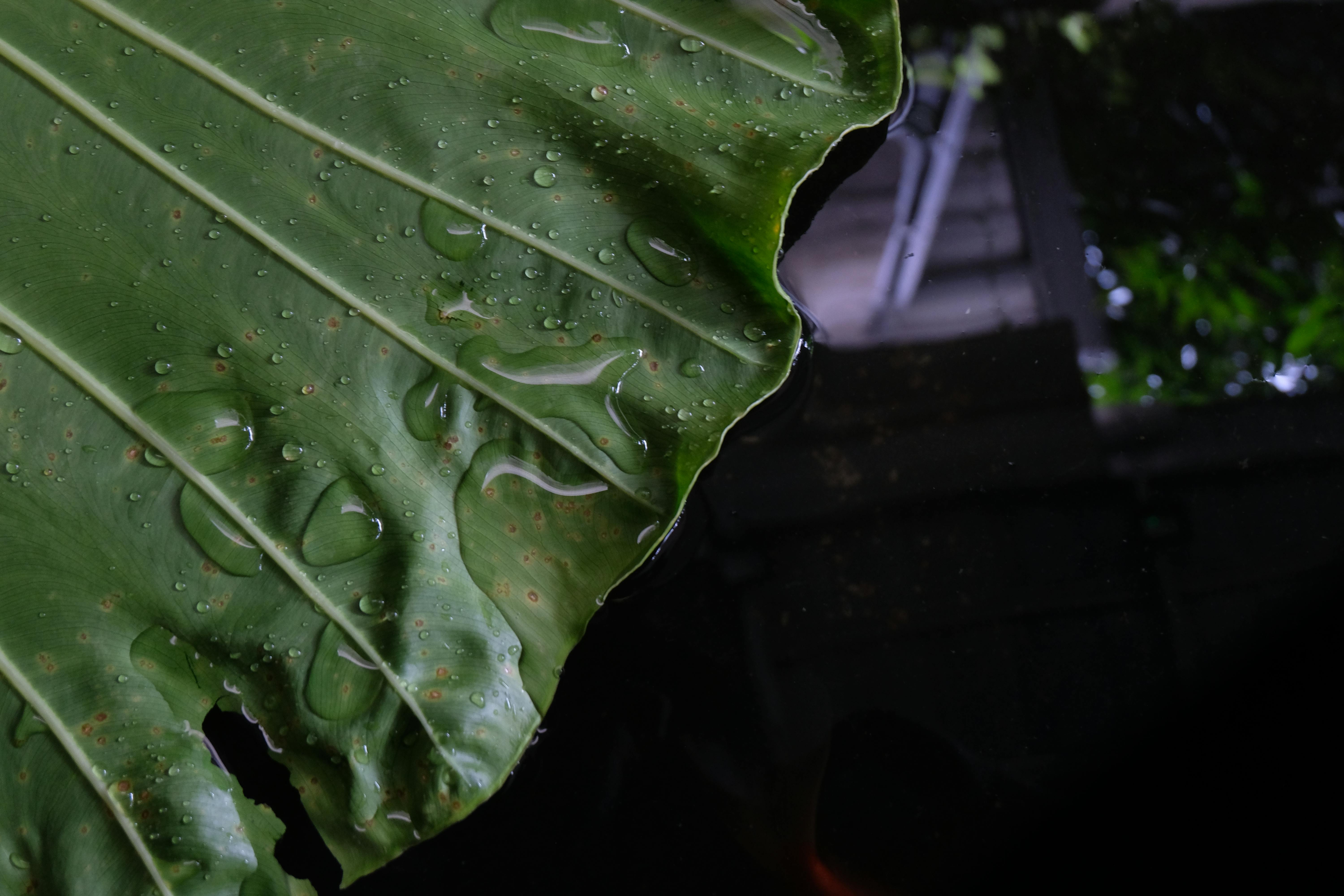 Taro Leaf - Urban Goes Green Plant Guide