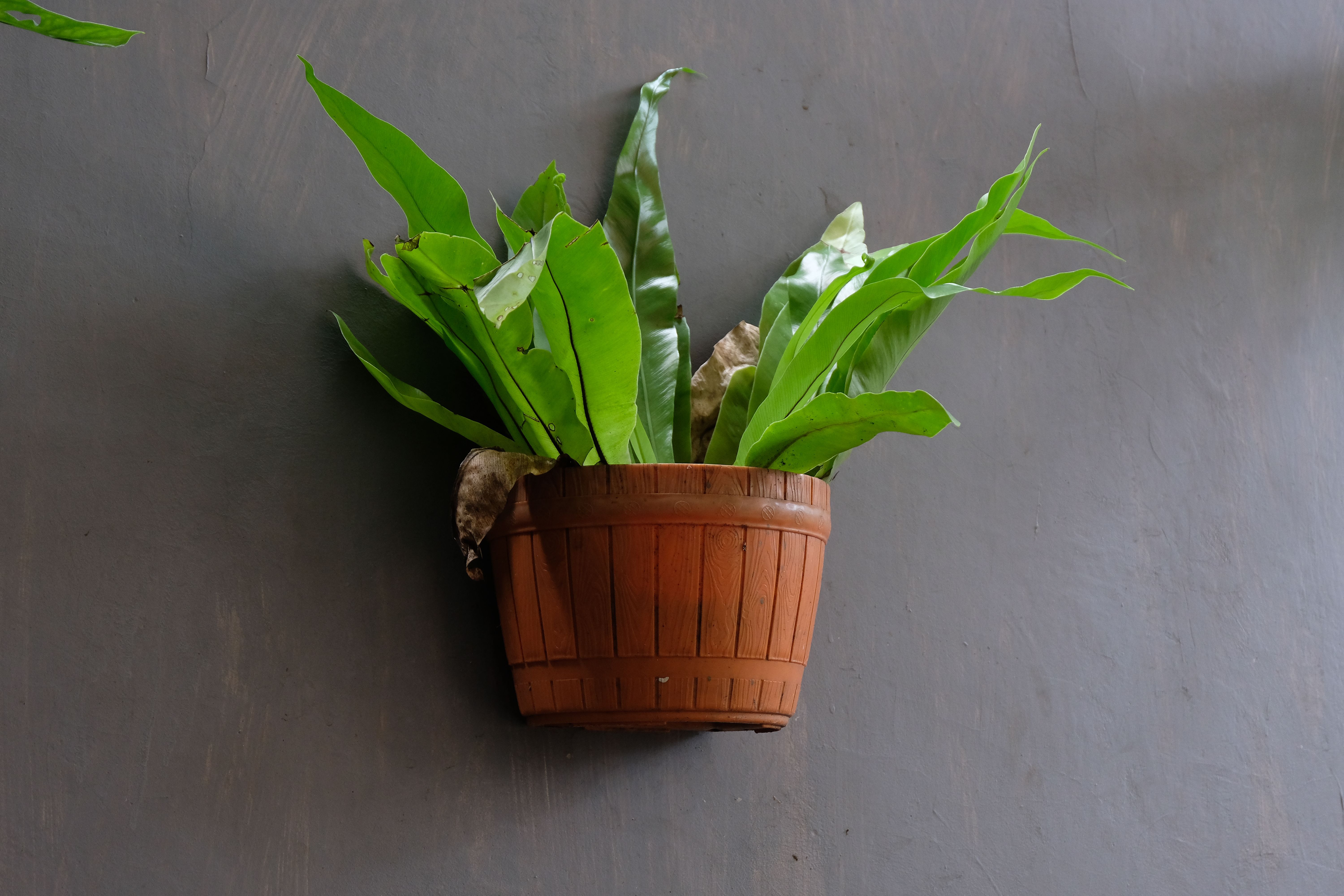 Living Plant Wall Planter Indoor