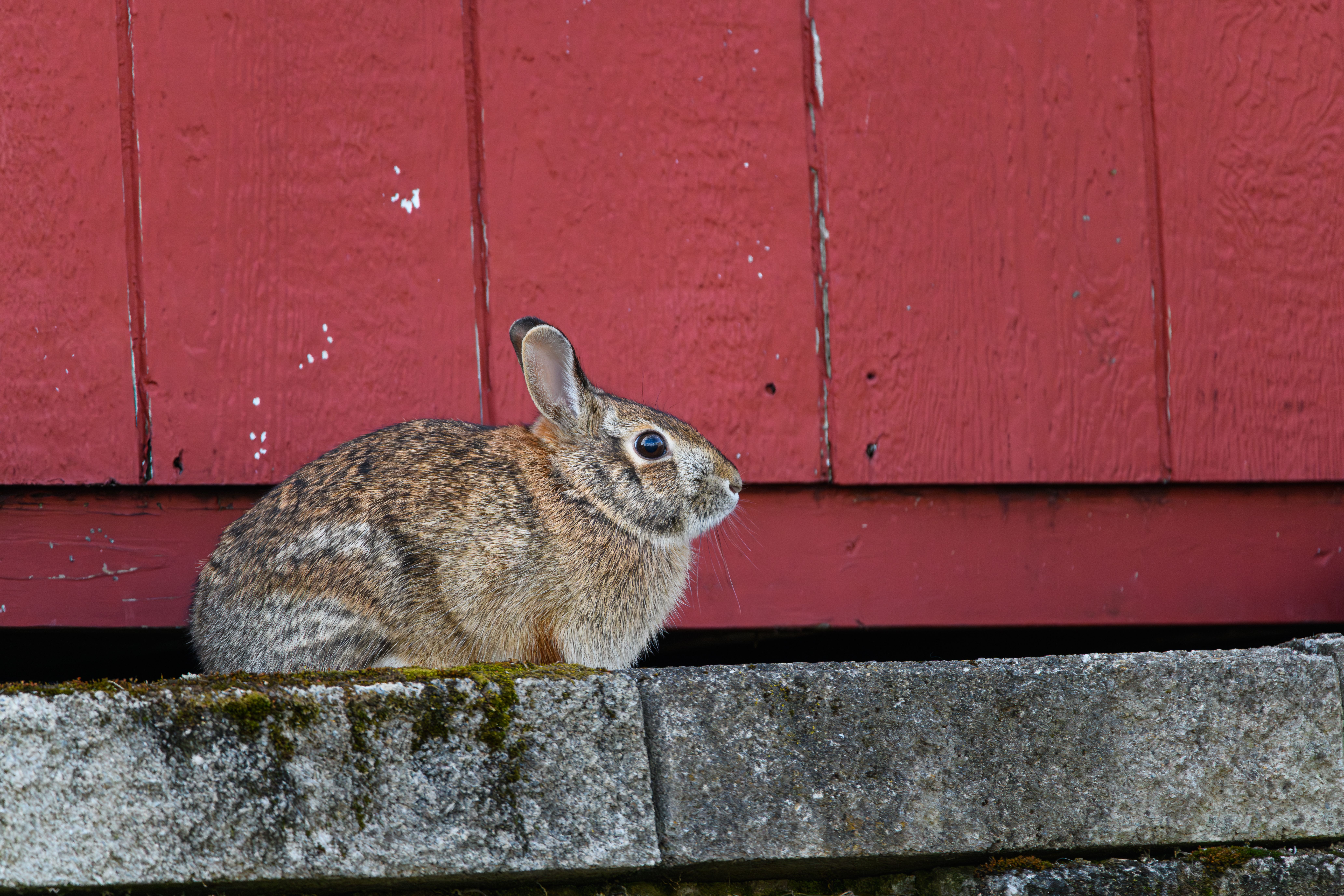 Wild Rabbit in Front of Red Wooden Barn Wall · Free Stock Photo