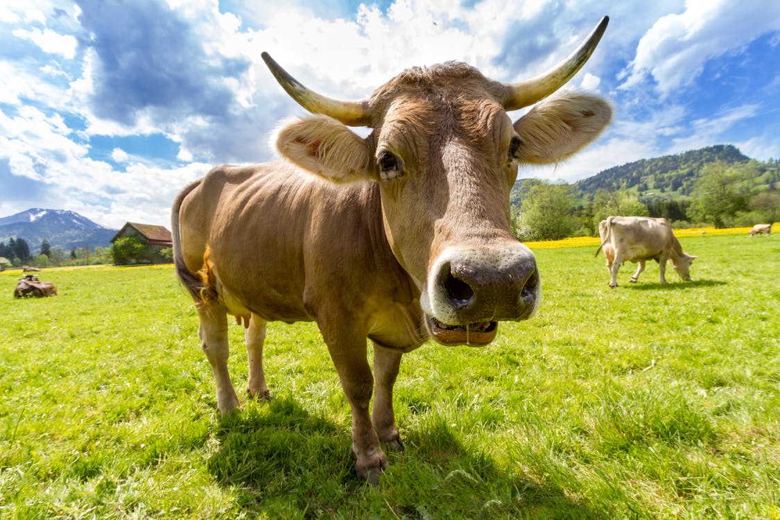 オープンフィールドのブラウン牛 無料の写真素材