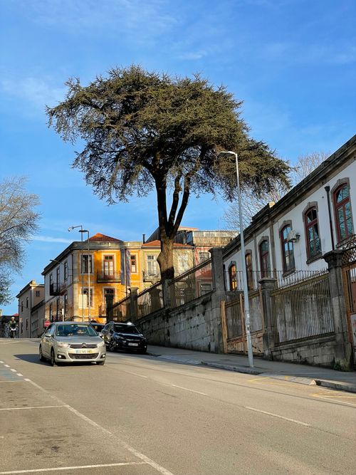 Free Quaint street view in Porto, capturing historic architecture and a vibrant tree under a clear blue sky. Stock Photo