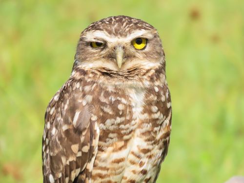 Free Detailed shot of a Burrowing Owl in Florianópolis, Brazil, showcasing its distinctive yellow eyes and spotted feathers. Stock Photo