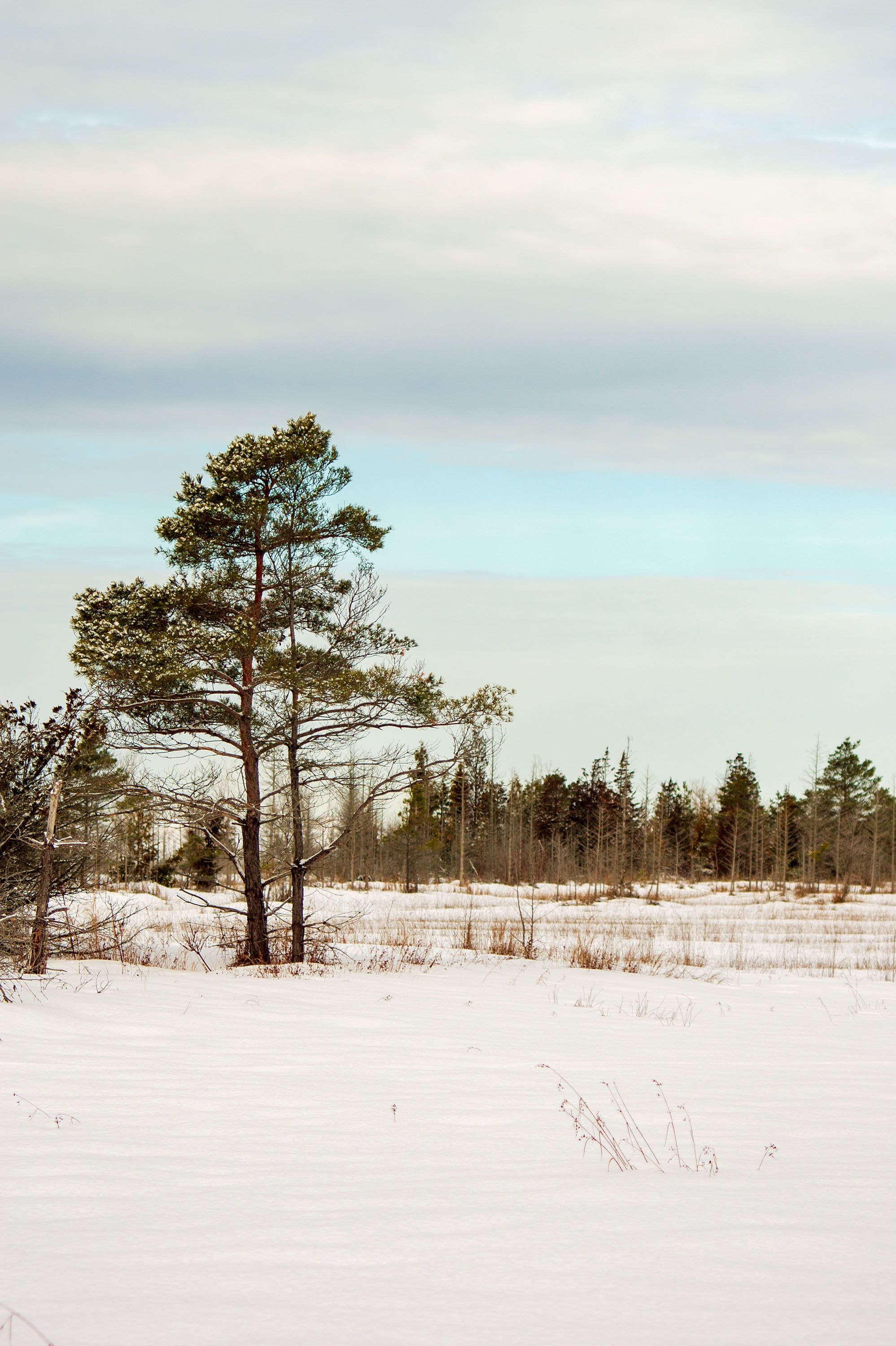 Solitary Pine Tree in Snowy Winter Landscape · Free Stock Photo