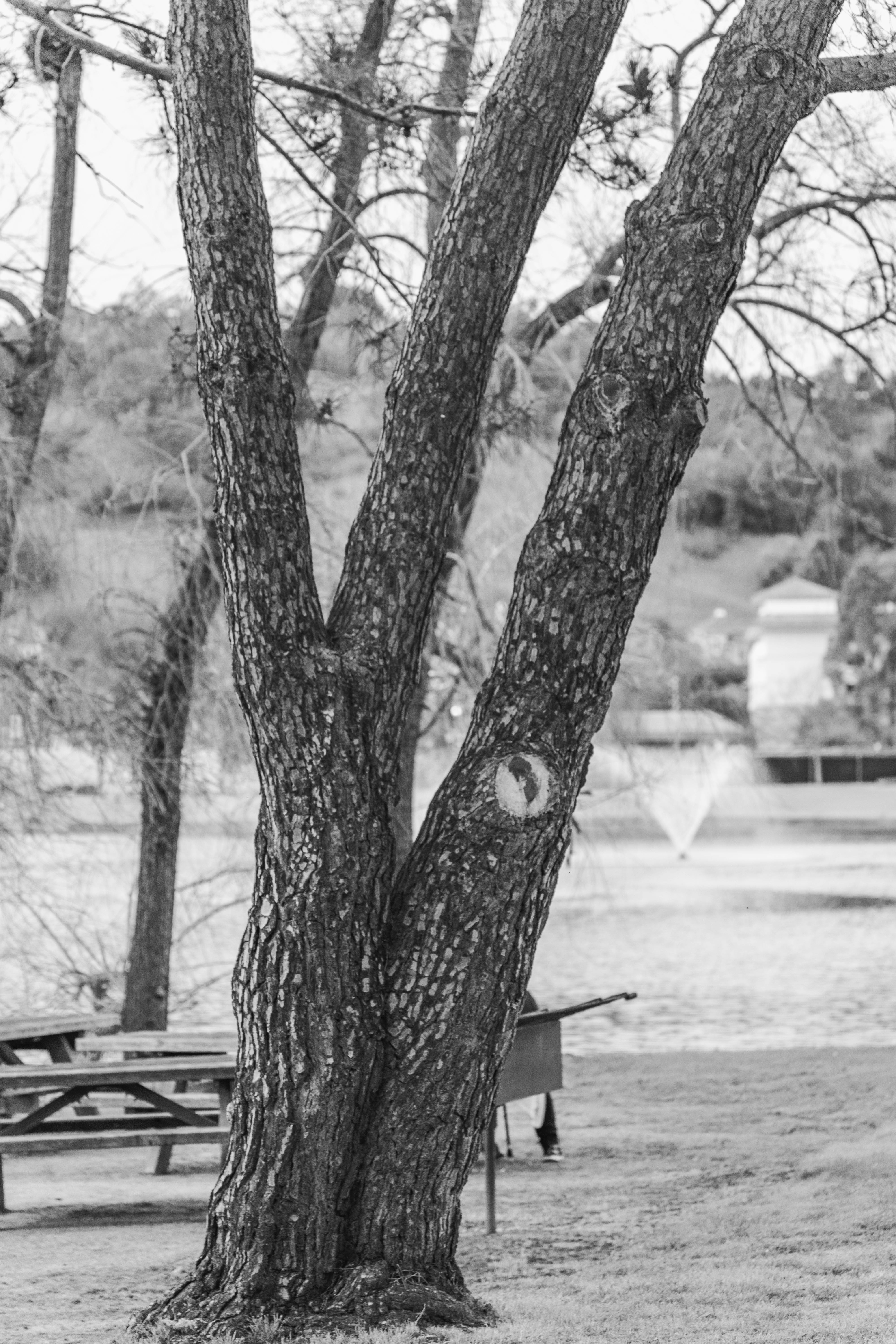 無料 静かな公園の湖畔にある木の白黒写真。 写真素材