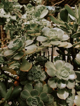 Dense cluster of green succulent plants in natural sunlight, showcasing their unique rosette shapes.