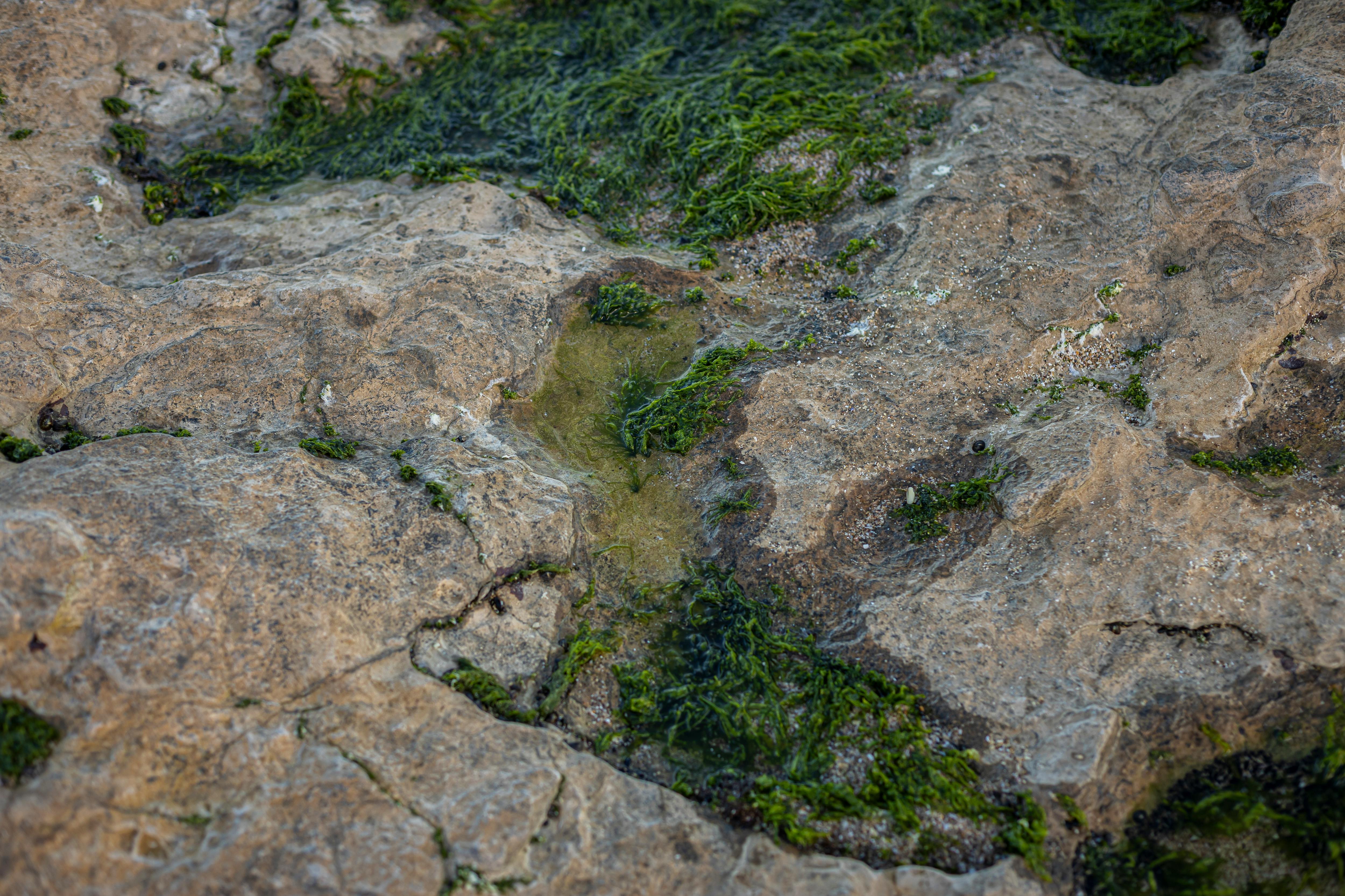 Ücretsiz Arjantin'in Miramar kentindeki yeşil alg dokusuna sahip kayalık yüzeyin yakın çekim görüntüsü. Stok Fotoğraflar