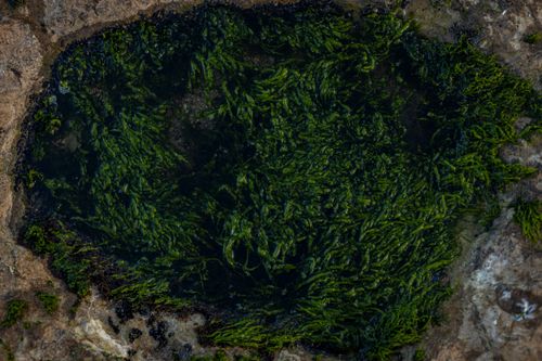 Free Close-up of green algae in a rock pool, showcasing natural textures in Miramar, Argentina. Stock Photo