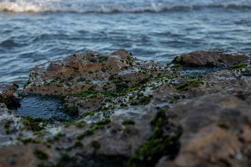 Free Close-up of moss-covered rocks by the ocean in Miramar, Argentina. Stock Photo