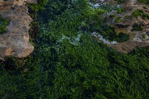 Free Vibrant green algae covers rocky coastal area in Miramar, Argentina. Stock Photo