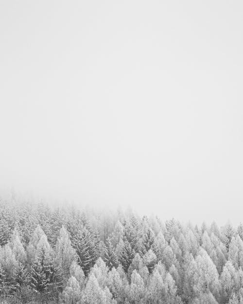 Foto Pohon Yang Tertutup Salju