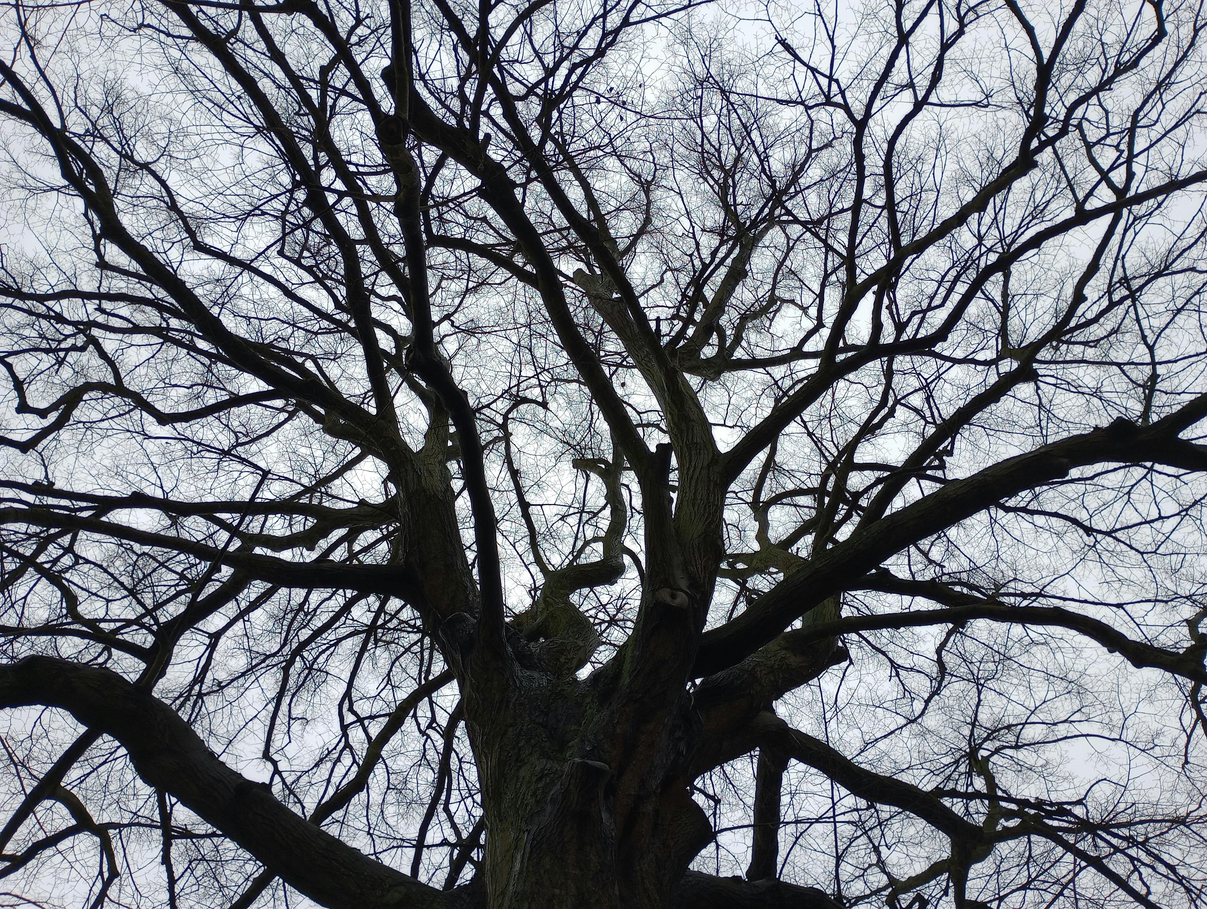 無料 空を背景に葉のない木のシルエットが浮かび上がり、冬の厳しい美しさを表現したドラマチックな眺めです。 写真素材