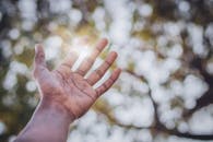 一只人类的手伸向天空，明亮的阳光透过树木