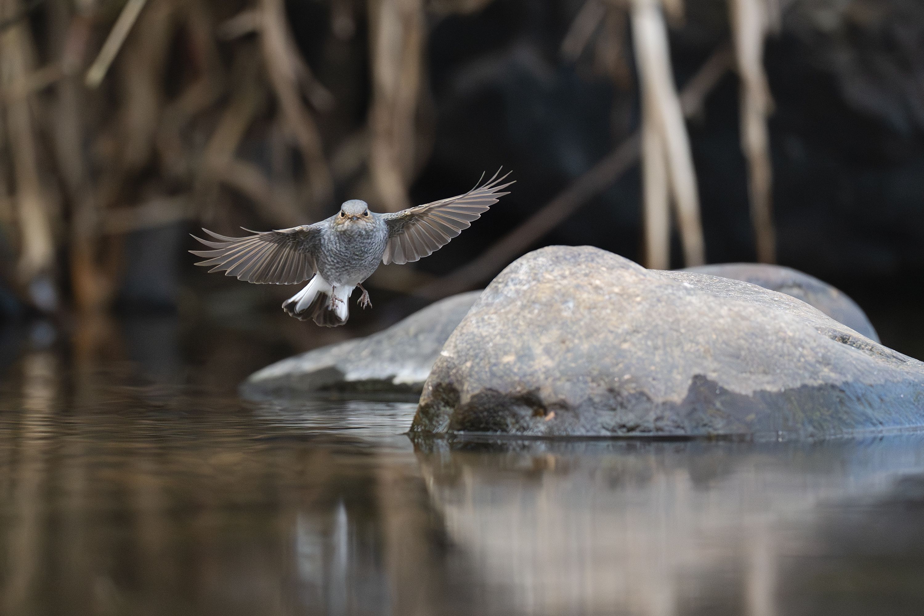 Small Bird in Flight Over River Rocks · Free Stock Photo