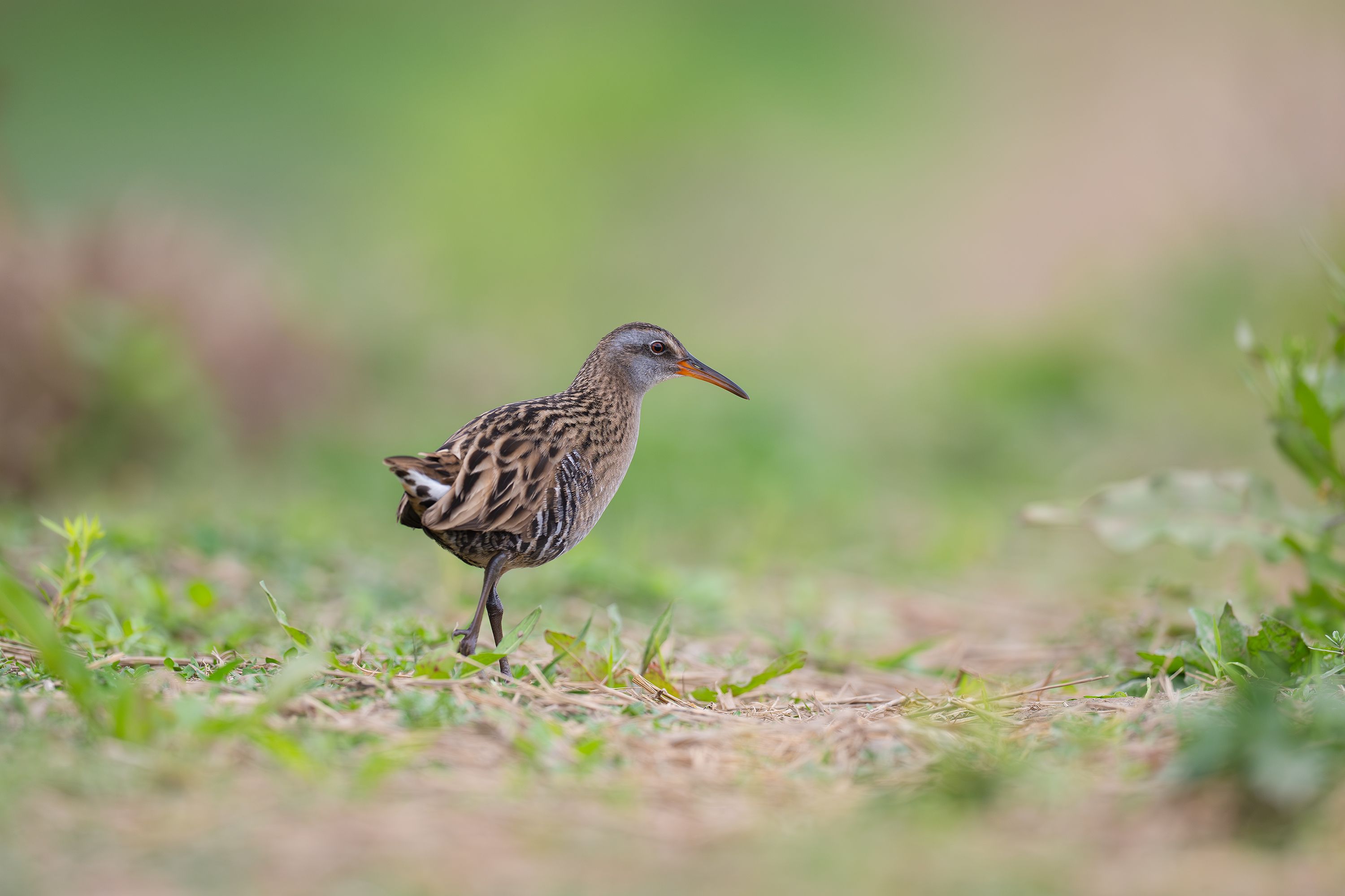 Close-up of a Sora bird walking on grass in Guangzhou, China, showcasing its natural habitat.