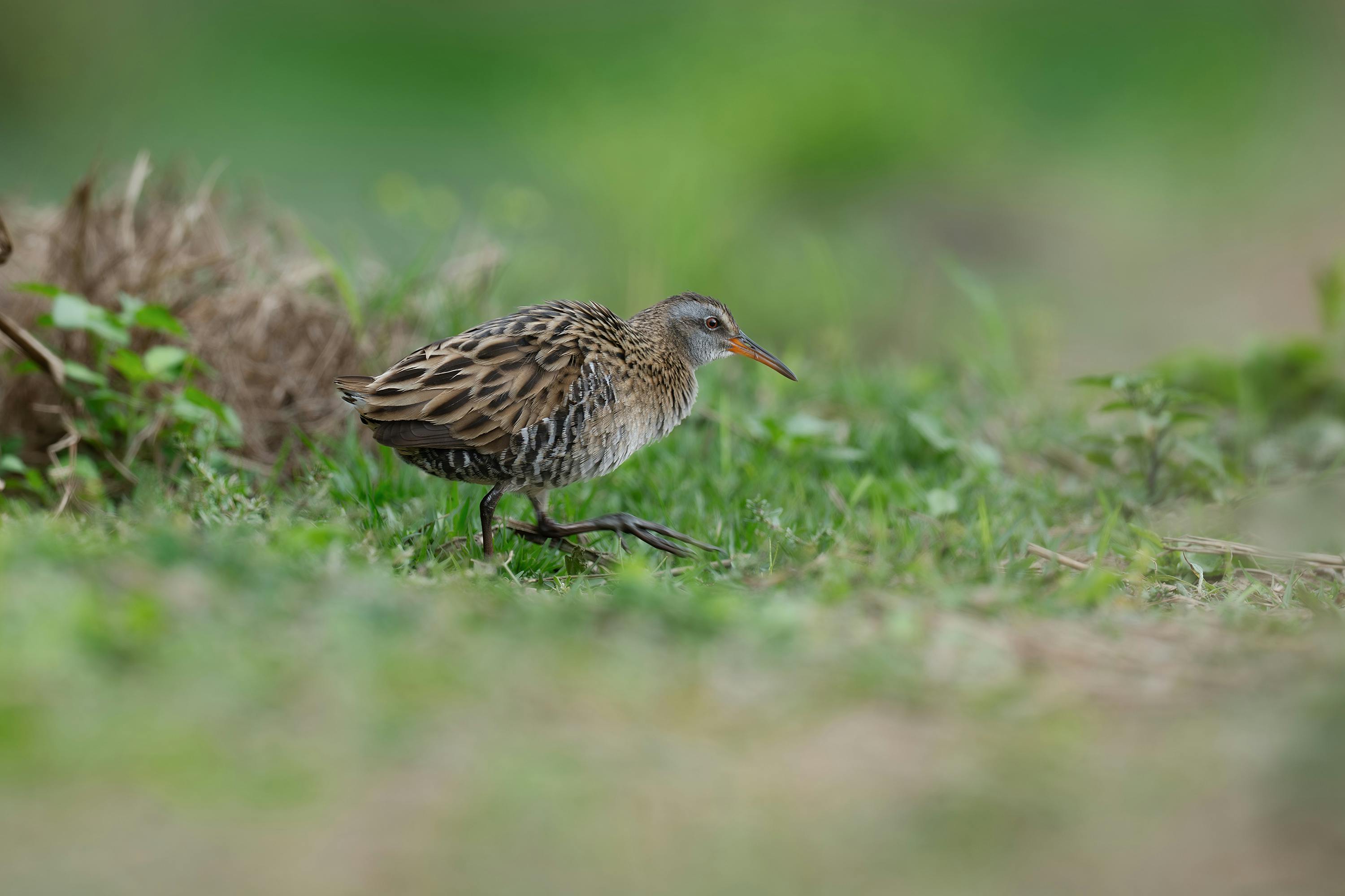 Eurasian Water Rail walking on grass in Guangzhou, China. Nature photography showcasing rich birdlife.