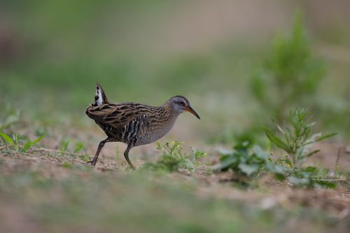 Free A wild water rail bird foraging in its natural habitat in Guangzhou, China. Stock Photo