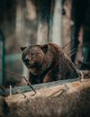 Shallow Focus Photo of Bear