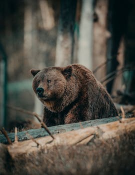 Close-up of a grizzly bear sitting in a forest, showcasing wildlife in its natural environment.