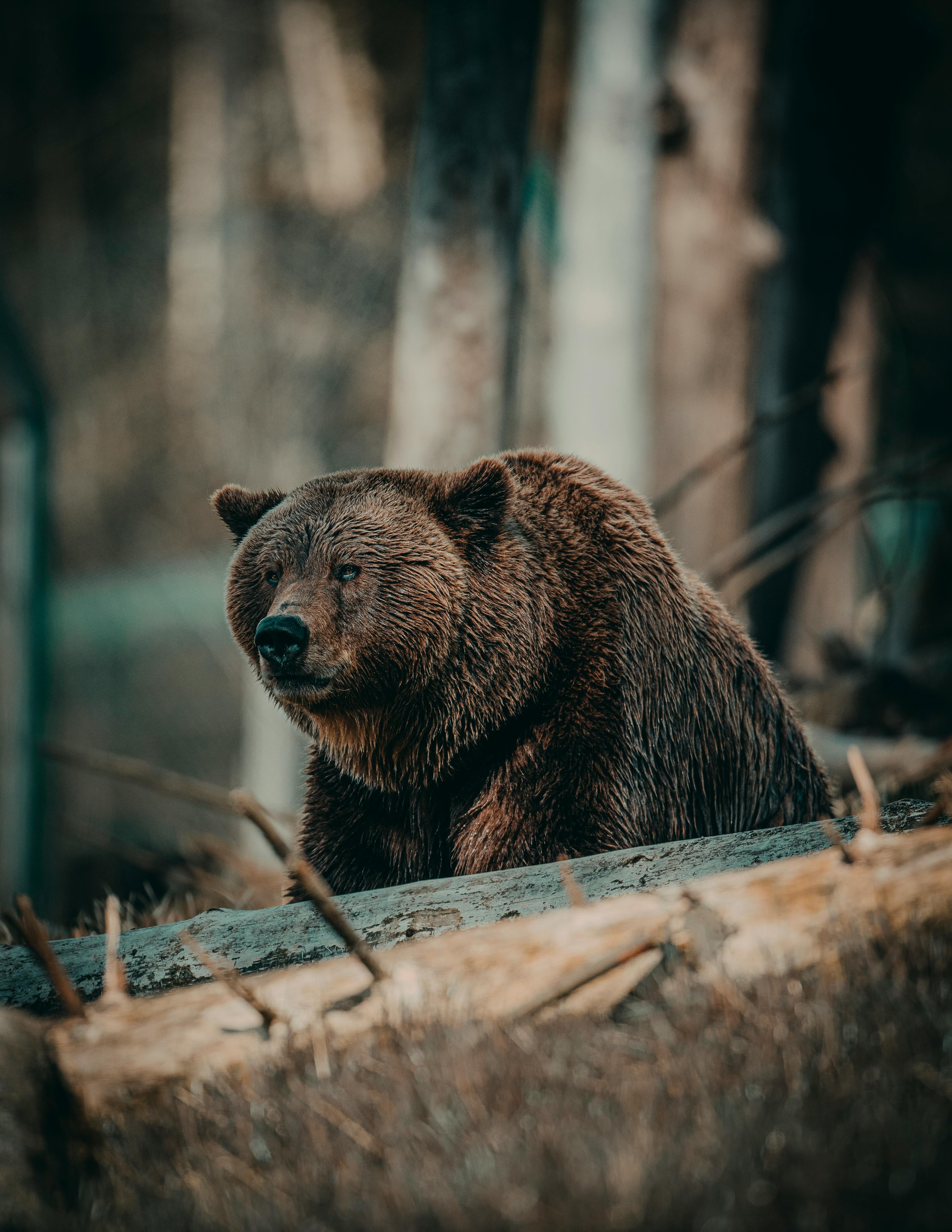 grizzly bear portraits