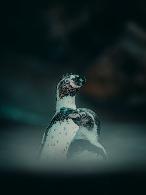 gratis Witte En Zwarte Pinguïn In Close Up Fotografie Stockfoto