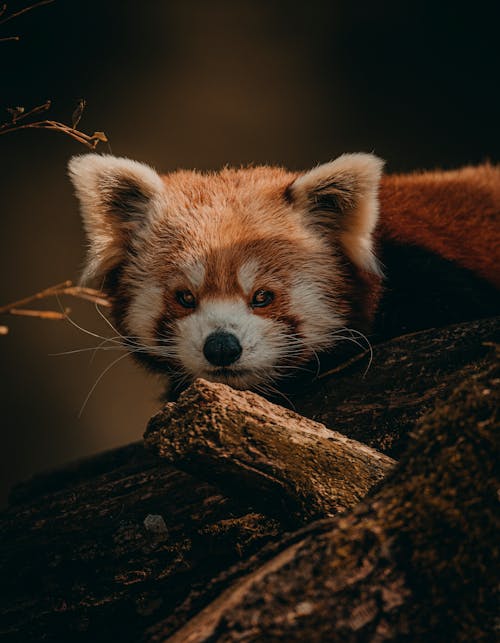 Red Fox