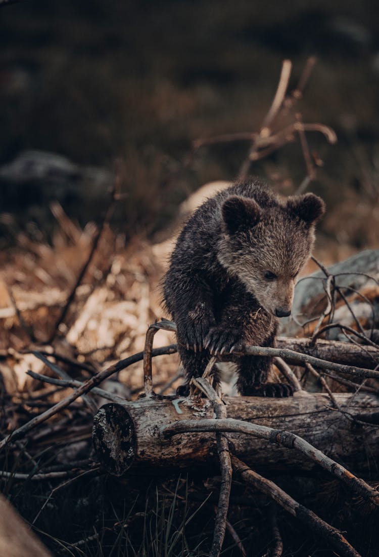 Baby Bear On The Woods