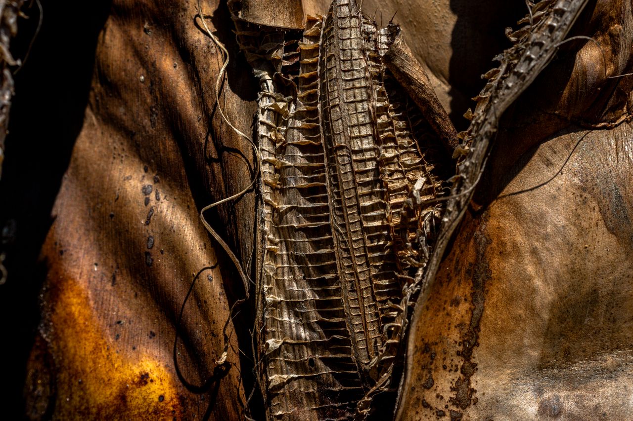 close up of intricate textures in dry plant material highlighting natu