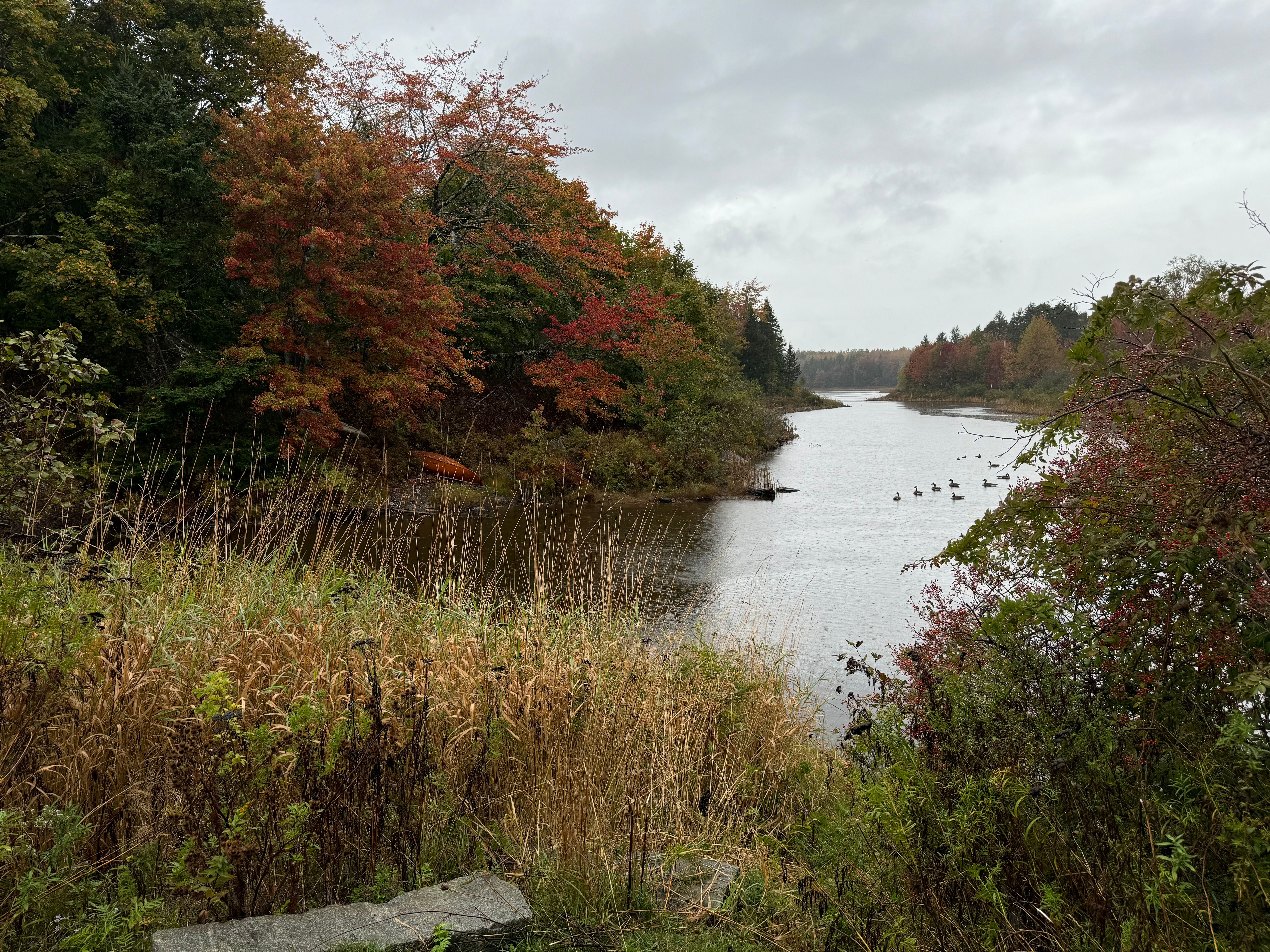 Scenic Autumn Inlet with Waterfowl in Maine · Free Stock Photo