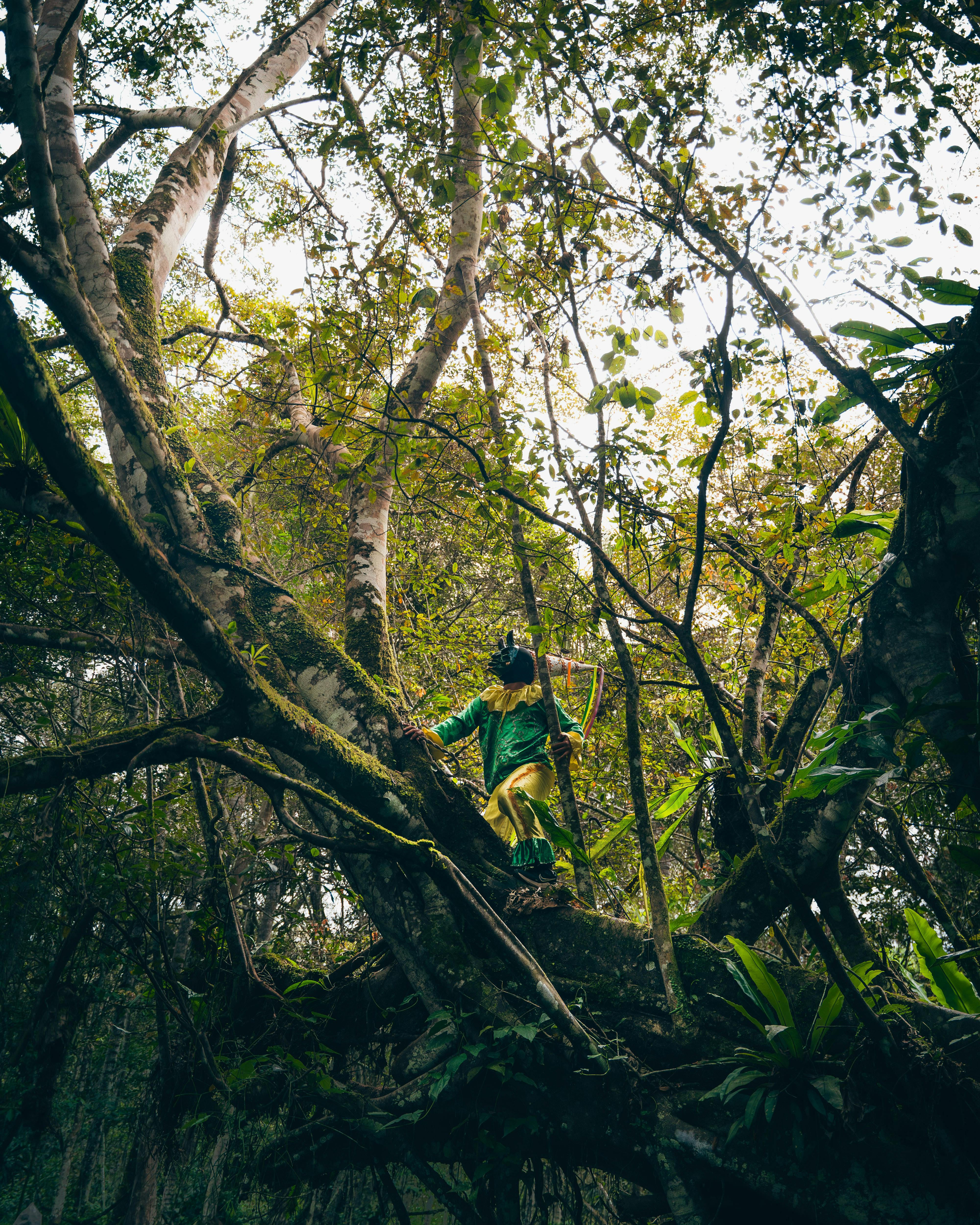 Gratuit Un chasseur traditionnel portant un masque grimpe à un arbre dans la luxuriante forêt tropicale péruvienne. Photos