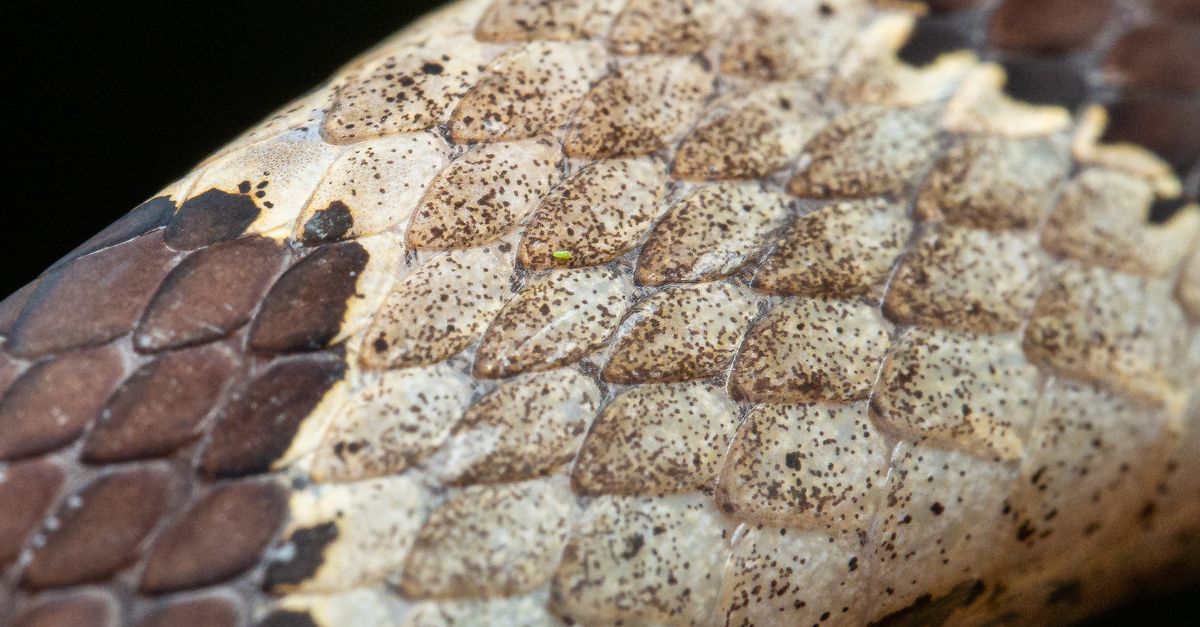 Pyography Snake Scale Close-up of Snake Scales in Tarapoto, Peru · Free Stock Photo