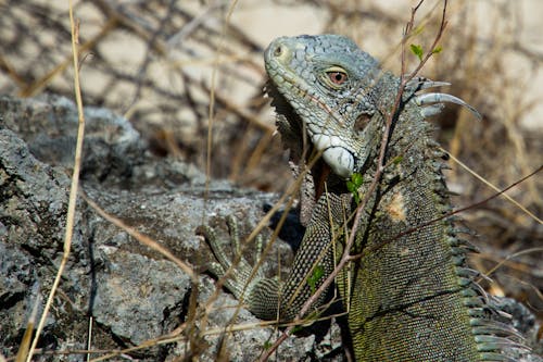Closeup Photography of Green Iguana on Gray Rock