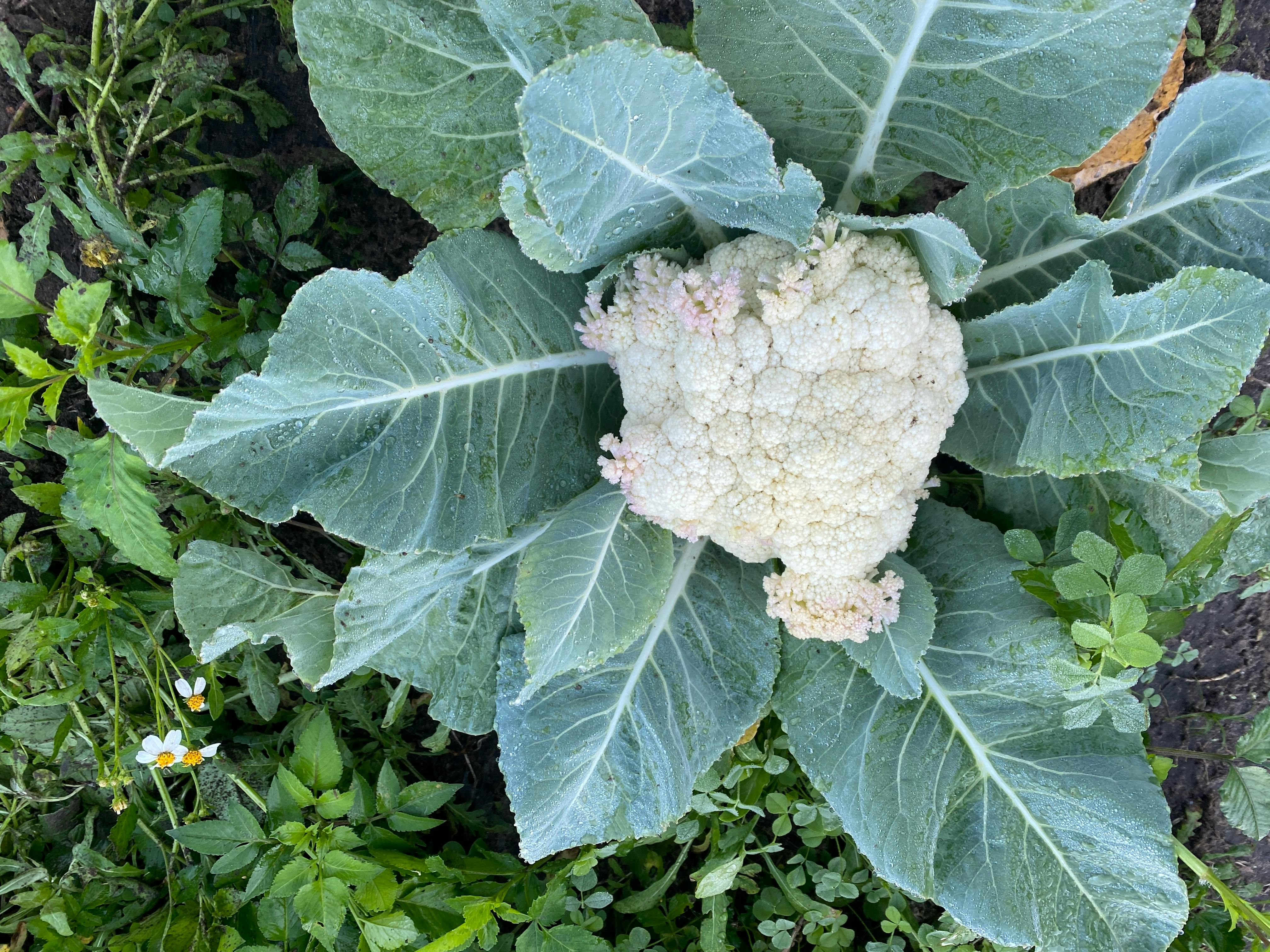 Bactéria Bacillus subtilis potencializa produtividade e nutrientes em couve-flor