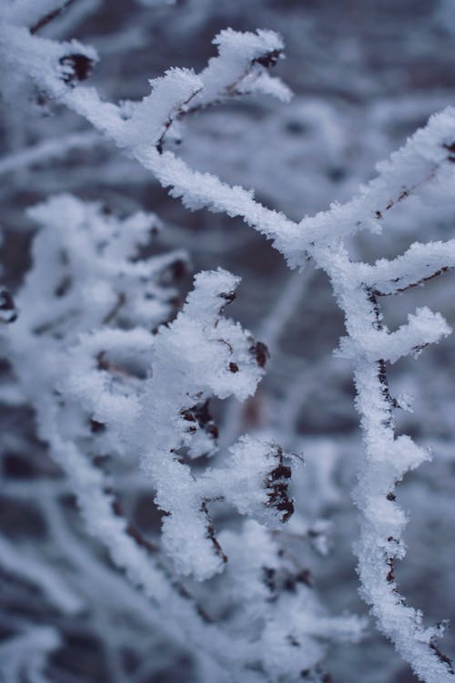 雪在树枝上