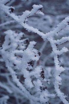 Intricate frost patterns on tree branches during winter's chill.