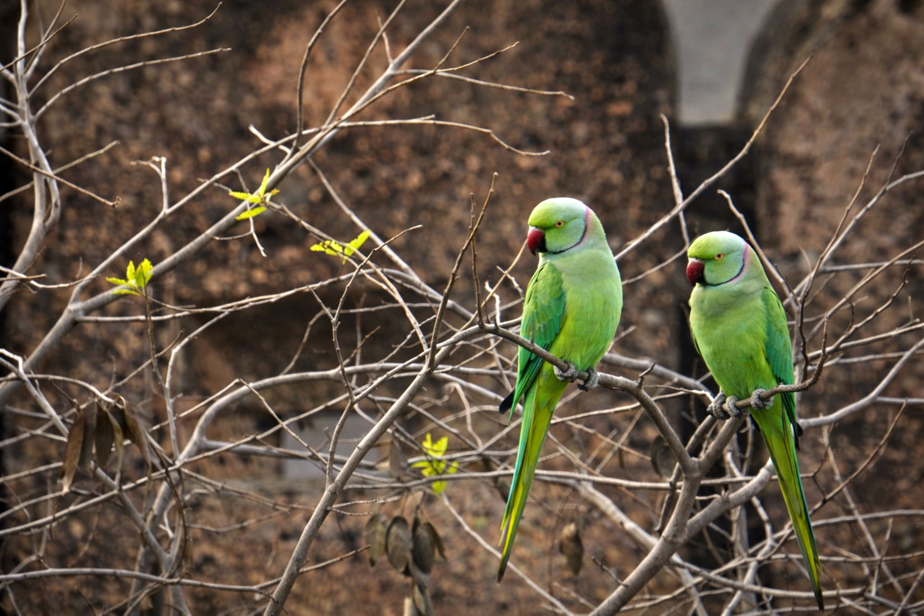 Pair of parakeets perched closely together on wooden branch