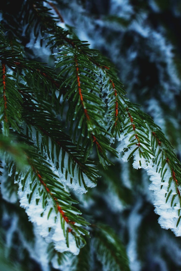 Green Pine Tree Covered With Snow