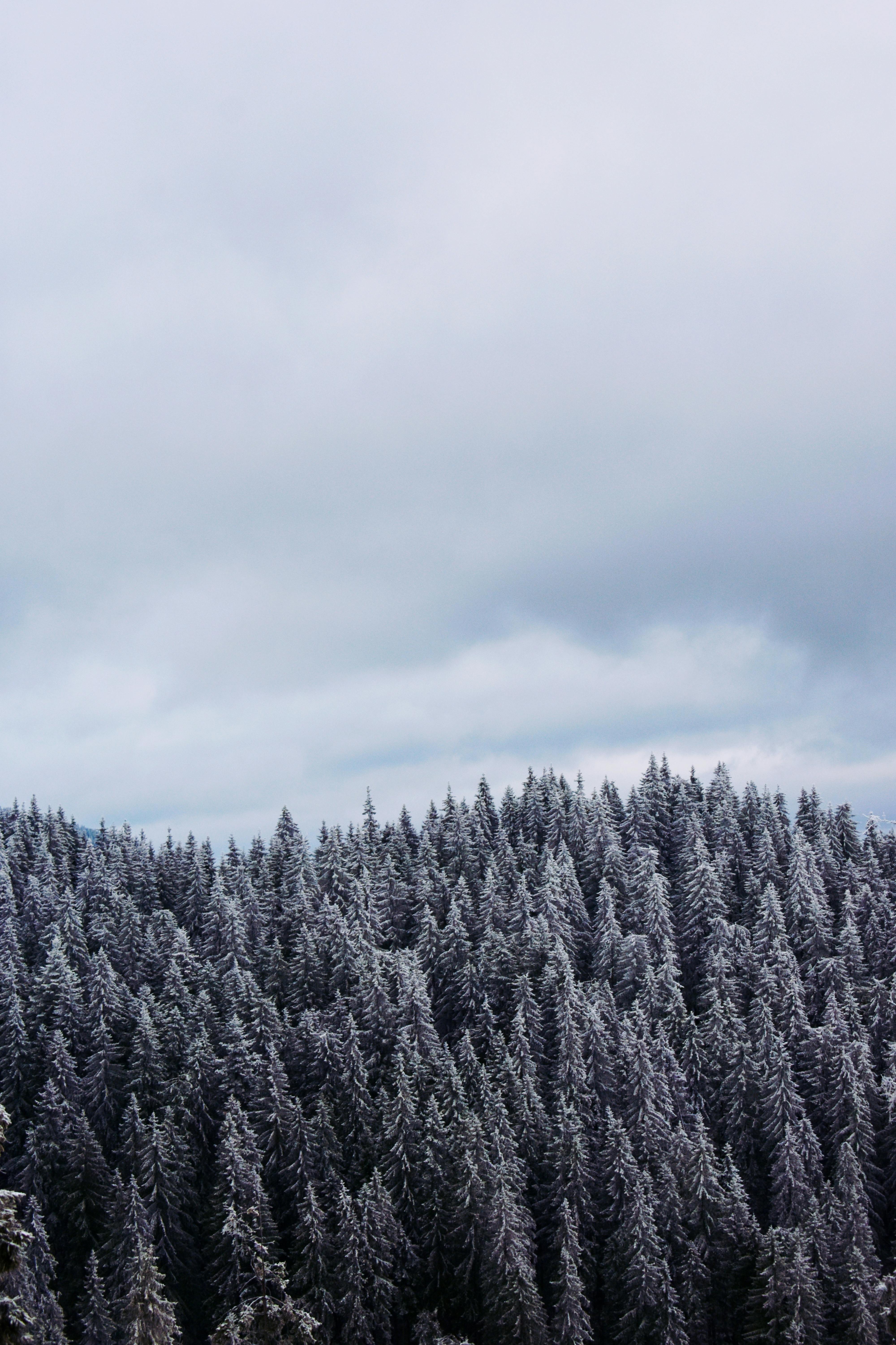 Free: Snowy winter background, gray sky