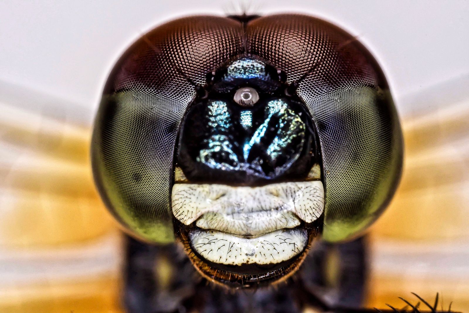 Macro Close-Up of a Blue Dragonfly Eye · Free Stock Photo