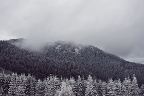 Gray scale Photo of Green Pine Trees Covered With Snow