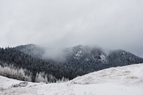 免费 绿松树覆盖着雪的灰度级照片 素材图片