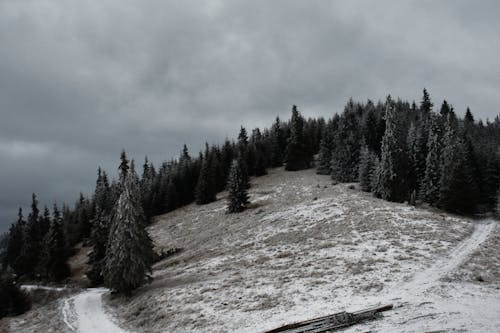 Ücretsiz Karla Kaplı Dağda Yeşil çam Ağaçları Stok Fotoğraflar