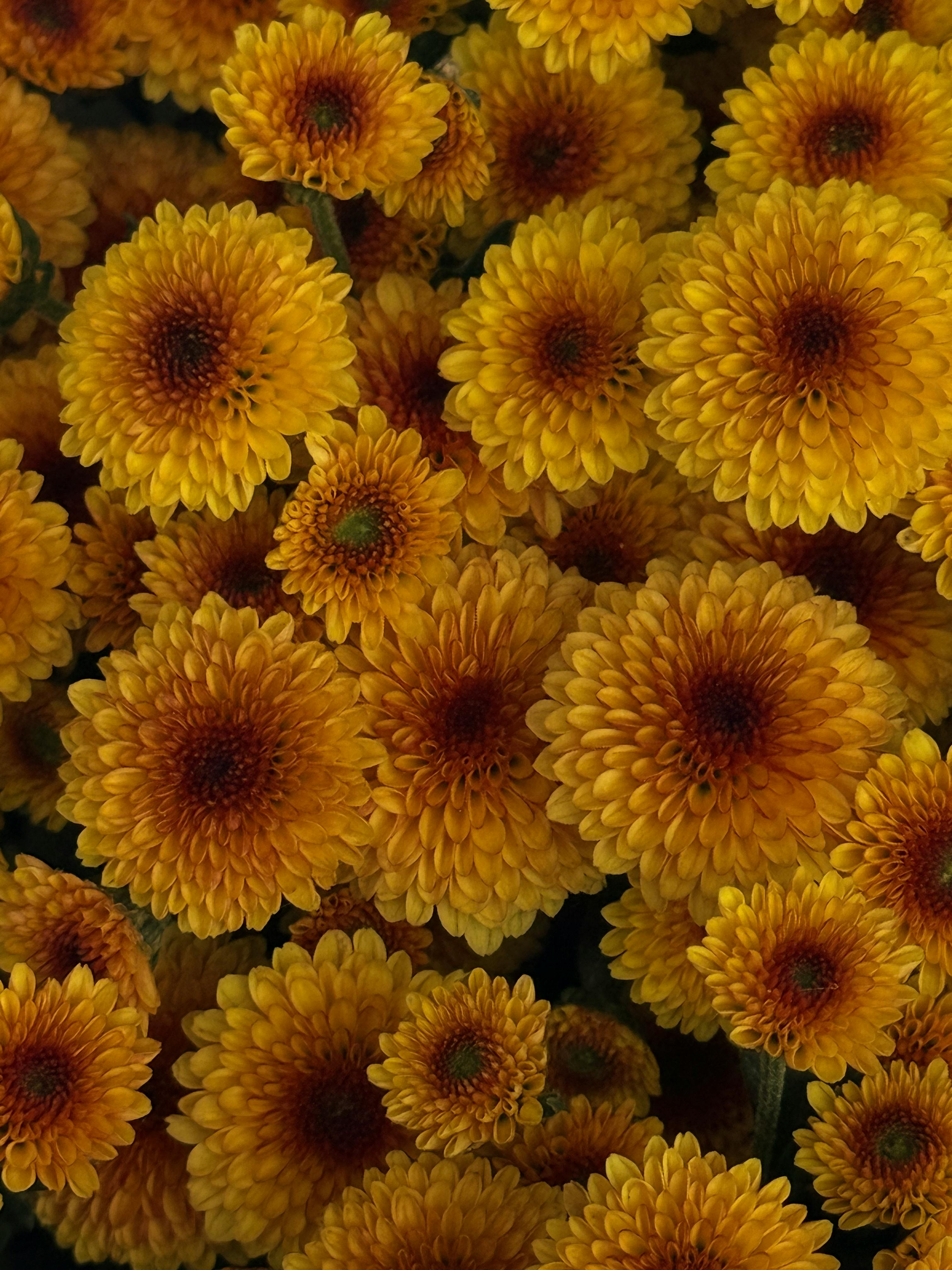 бесплатная Крупный план ярко-желтых хризантем в полном расцвете, демонстрирующих их замысловатые лепестки и сияющие цвета. Стоковое фото