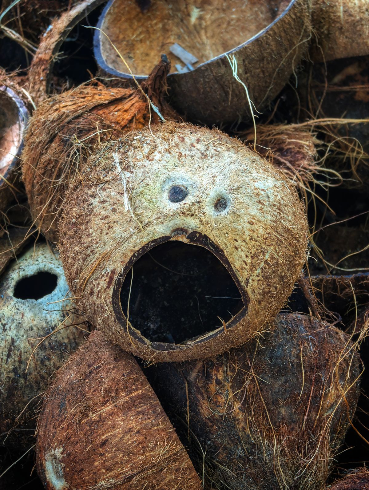 Cocos decorativos em formato de rostos; lembra o fruto de origem além do óleo processado