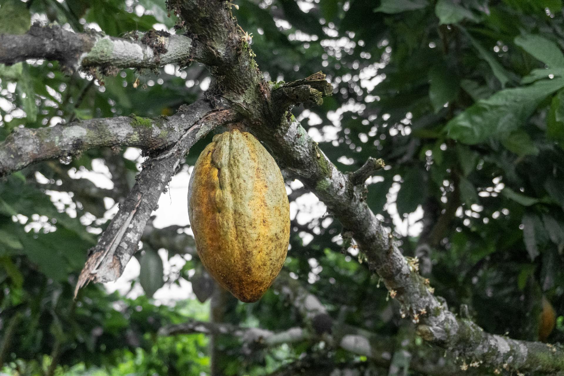 Close-up of a ripe cocoa pod on a tree branch in the lush outdoors of Ghana, showcasing tropical agriculture.